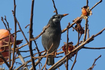 White-cheeked Starling 東京都北区 Sun, 12/6/2020