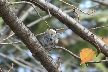 Japanese Tit 東京都北区 Sun, 12/6/2020