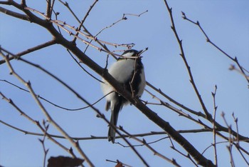 Japanese Tit 東京都北区 Sun, 12/6/2020