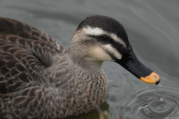 カルガモ 三渓園 2020年12月6日(日)