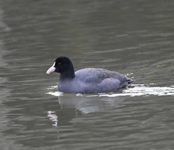 オオバン 三渓園 2020年12月6日(日)