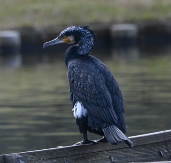 カワウ 三渓園 2020年12月6日(日)