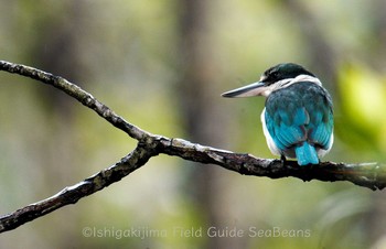 Collared Kingfisher Iriomote Island(Iriomotejima) Sat, 1/3/2009