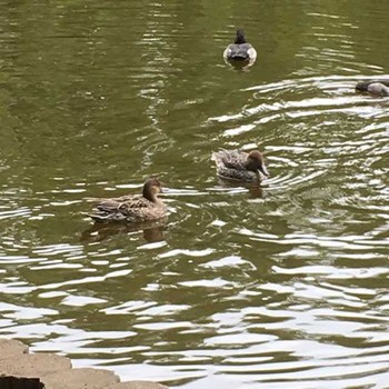 Northern Pintail 別所沼公園(埼玉県) Tue, 10/25/2016