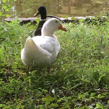 Domestic duck 別所沼公園(埼玉県) Tue, 10/25/2016