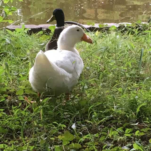 Photo of Domestic duck at 別所沼公園(埼玉県) by azuki