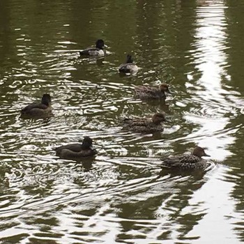 2016年10月25日(火) 別所沼公園(埼玉県)の野鳥観察記録