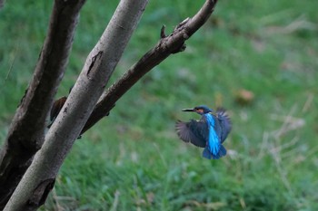 Common Kingfisher Kasai Rinkai Park Sun, 12/6/2020