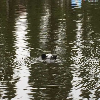 Tufted Duck 別所沼公園(埼玉県) Tue, 10/25/2016