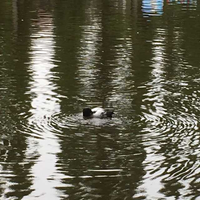 Photo of Tufted Duck at 別所沼公園(埼玉県) by azuki