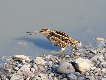 2020年12月5日(土) 兵庫県明石市の野鳥観察記録