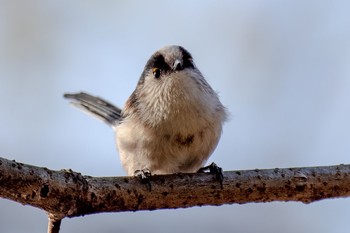 2020年12月6日(日) 明治神宮御苑の野鳥観察記録