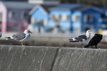 Sat, 11/21/2020 Birding report at 千葉県