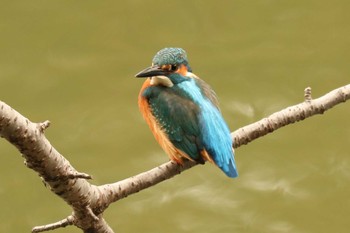 2020年12月6日(日) 三ツ池公園(横浜市鶴見区)の野鳥観察記録