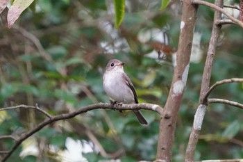 2020年12月6日(日) シンガポール植物園の野鳥観察記録