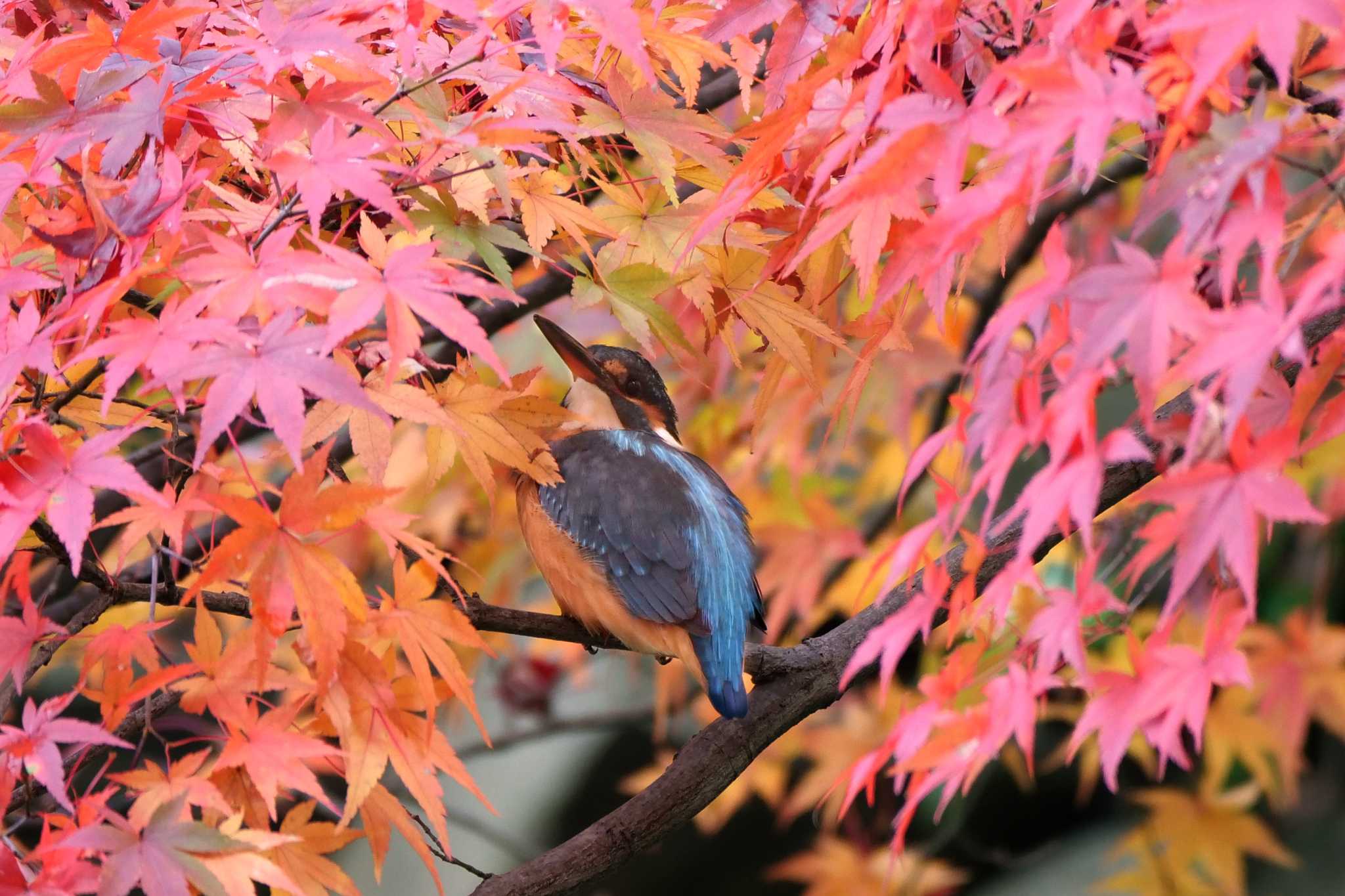 薬師池公園 カワセミの写真 by ぴくるす