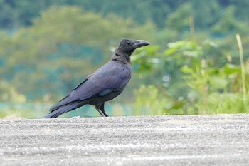 Large-billed Crow いつもの河原 Mon, 9/12/2016