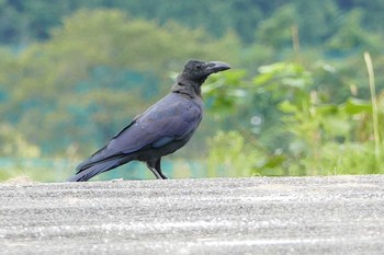 ハシブトガラス いつもの河原 2016年9月12日(月)