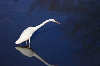 ダイサギ 北海道　函館市　湯川町 2020年12月6日(日)