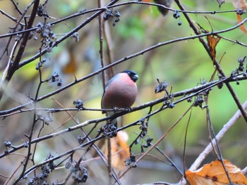 2020年12月6日(日) 早戸川林道の野鳥観察記録