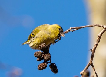 Eurasian Siskin Unknown Spots Sun, 11/29/2020