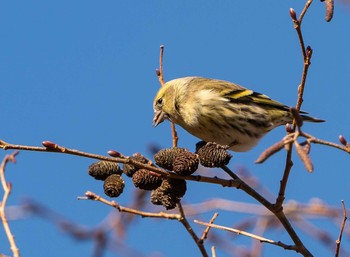 Eurasian Siskin Unknown Spots Sun, 11/29/2020