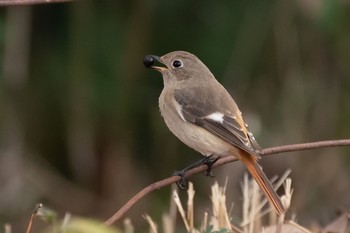 2020年12月6日(日) 明治神宮北池の野鳥観察記録