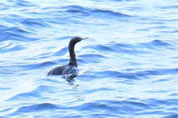 2020年12月6日(日) 伊豆諸島北部の野鳥観察記録