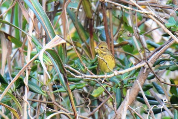 Masked Bunting 伊豆諸島北部 Sun, 12/6/2020