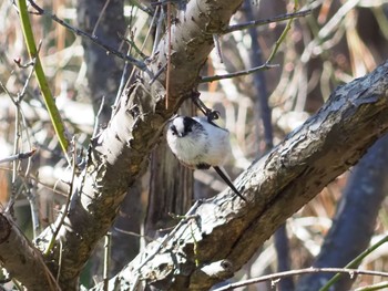 Long-tailed Tit 日岡山公園 Sun, 12/6/2020