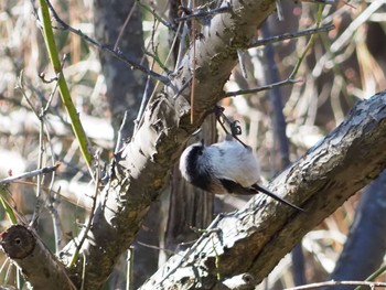 Long-tailed Tit 日岡山公園 Sun, 12/6/2020