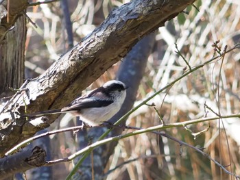 Long-tailed Tit 日岡山公園 Sun, 12/6/2020