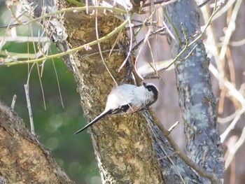 Long-tailed Tit 日岡山公園 Sun, 12/6/2020