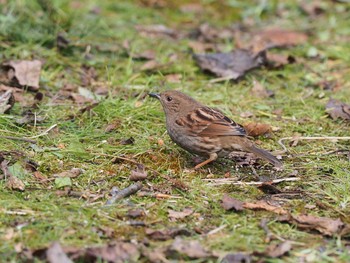 Japanese Accentor 六甲山 Sun, 12/6/2020