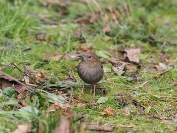 Japanese Accentor 六甲山 Sun, 12/6/2020