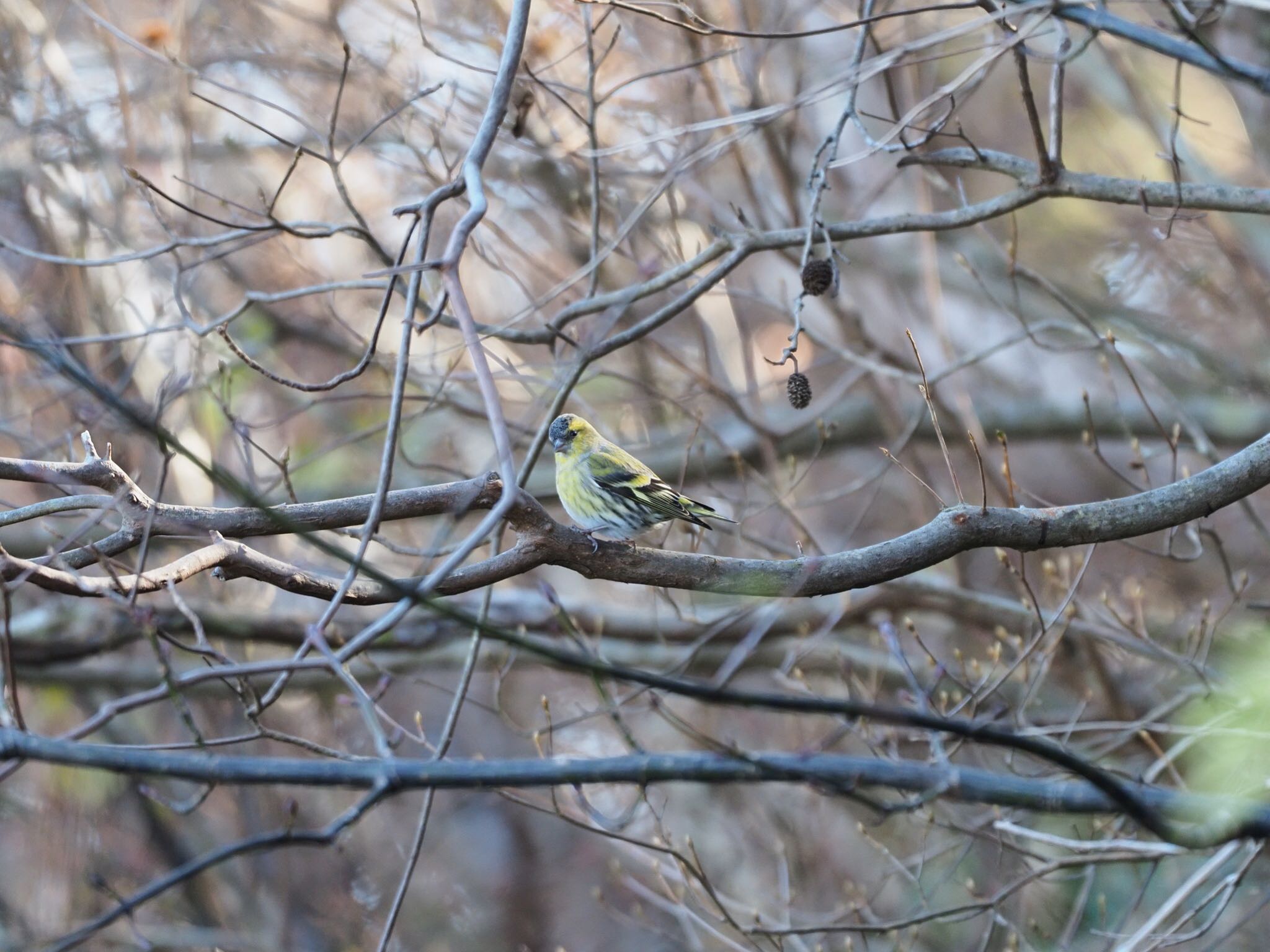 Photo of Eurasian Siskin at 六甲山 by speedgame