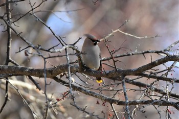 2020年12月6日(日) 戦場ヶ原の野鳥観察記録