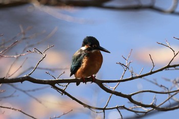 2020年12月6日(日) 神戸市立森林植物園の野鳥観察記録