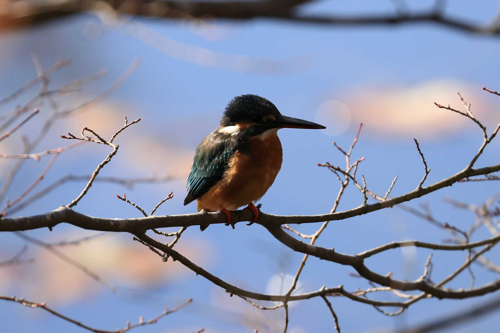 Common Kingfisher