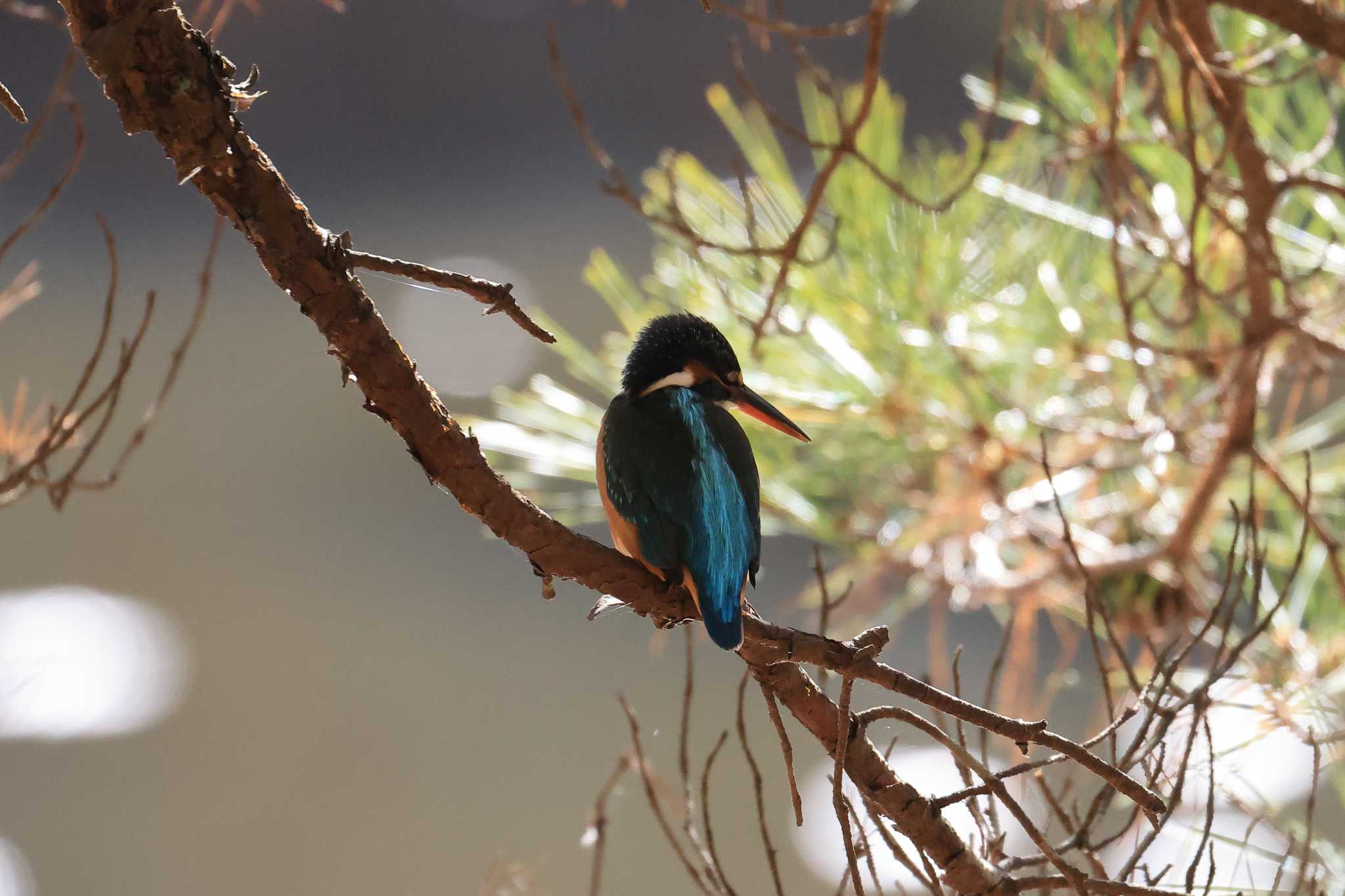 Common Kingfisher