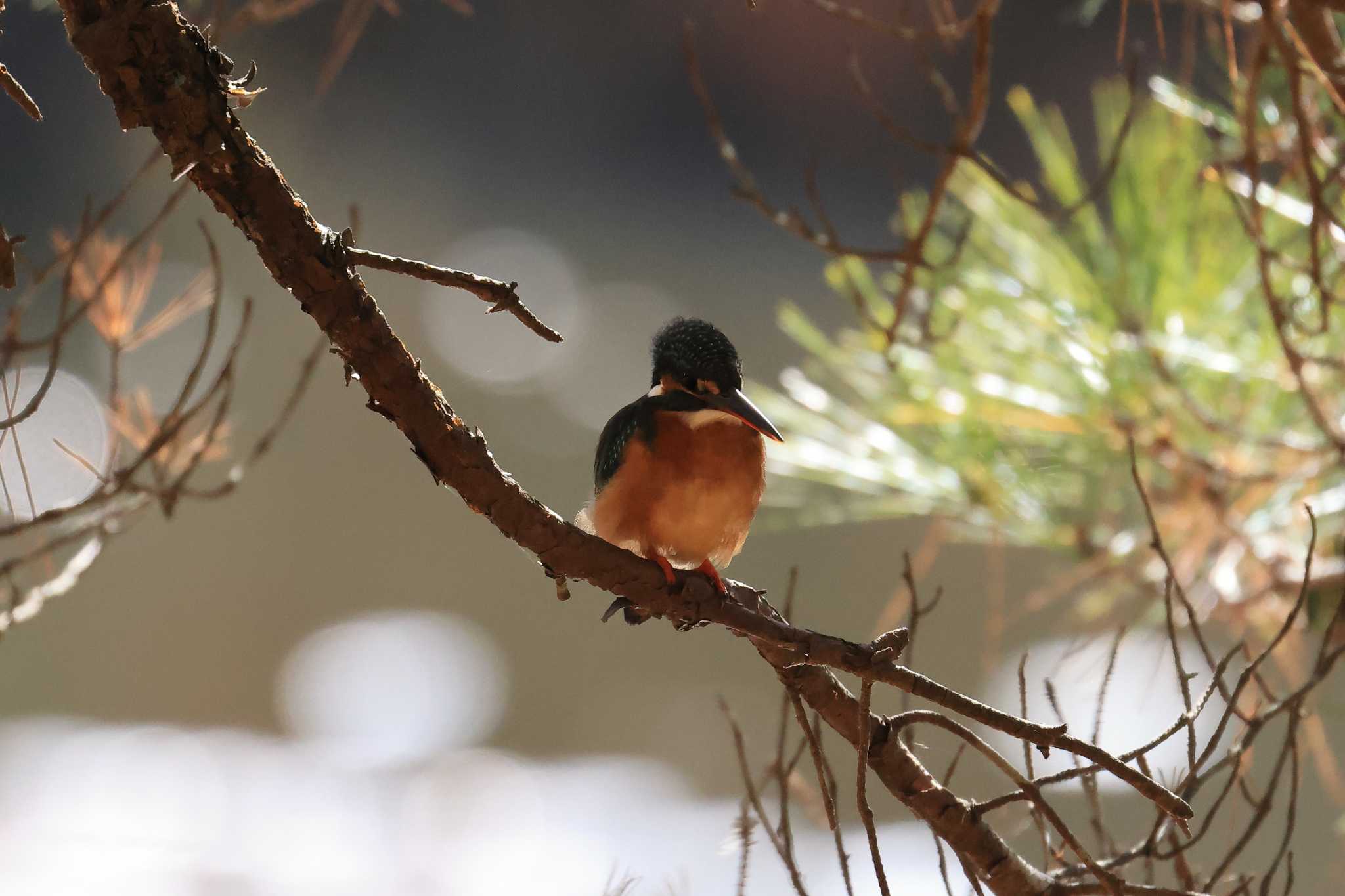 Common Kingfisher