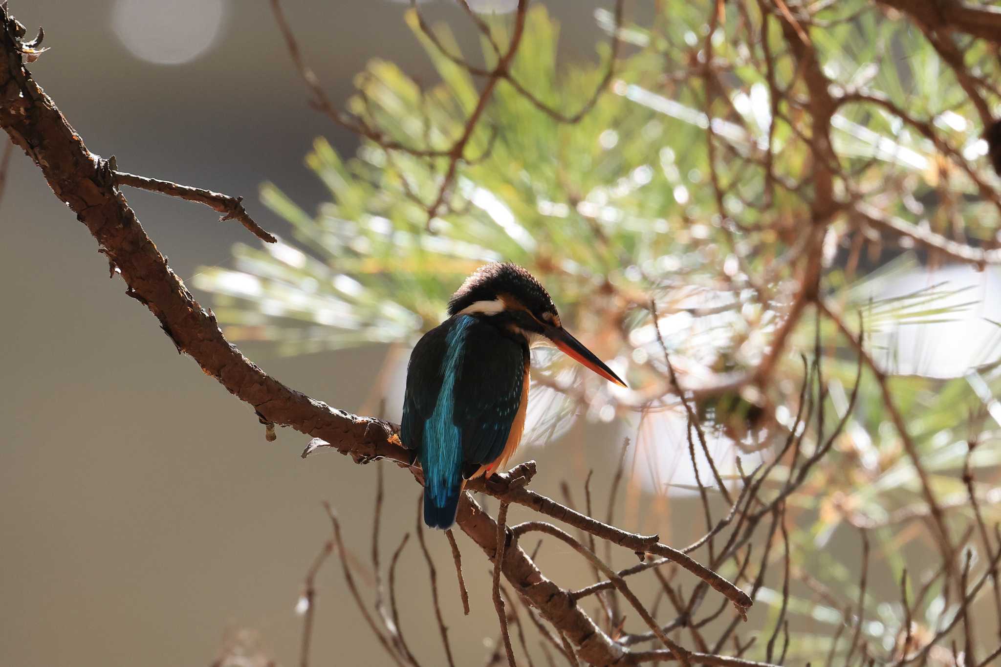 Common Kingfisher