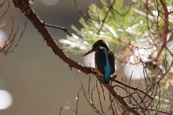 カワセミ 神戸市立森林植物園 2020年12月6日(日)