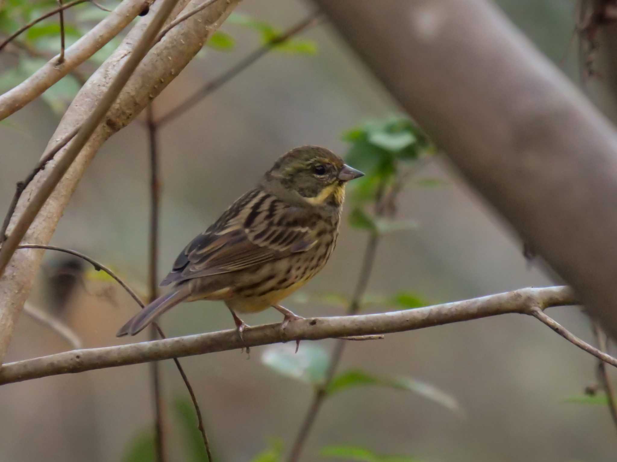 Photo of Masked Bunting at くろんど園地 by アッキー