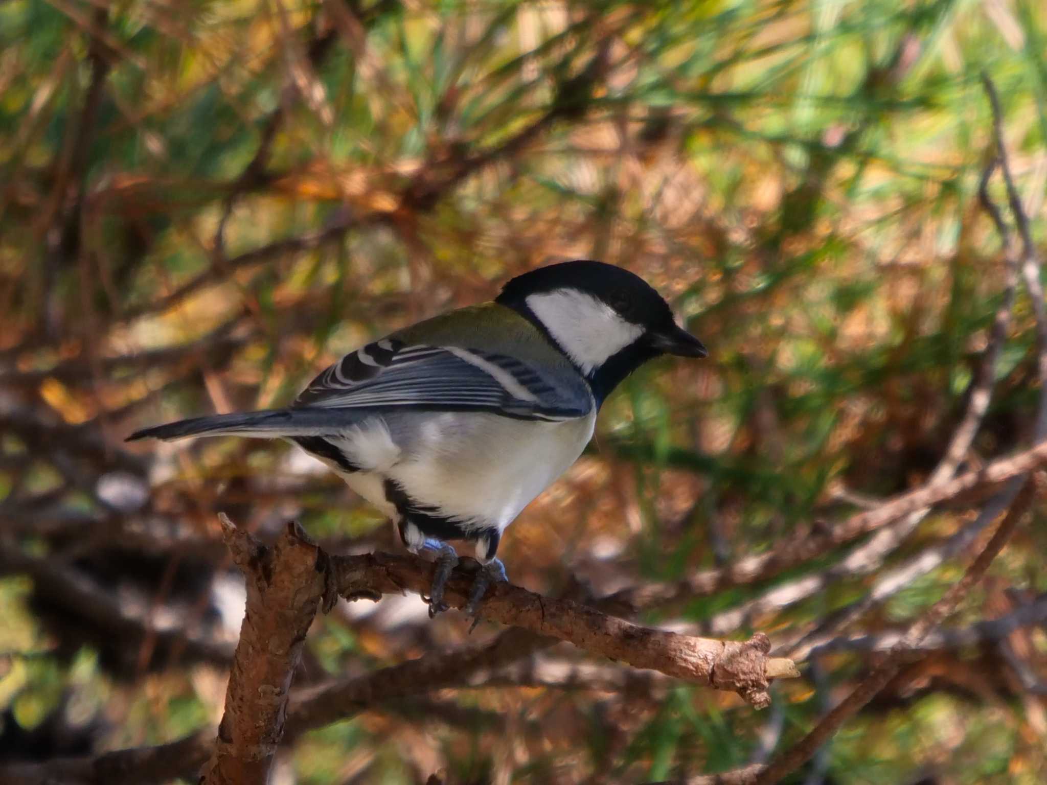 Photo of Japanese Tit at くろんど池 by アッキー