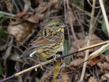 2020年12月6日(日) くろんど園地の野鳥観察記録