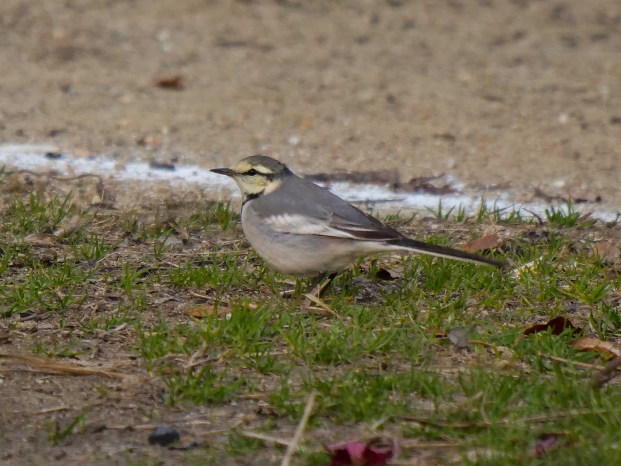 Photo of White Wagtail at くろんど池 by アッキー