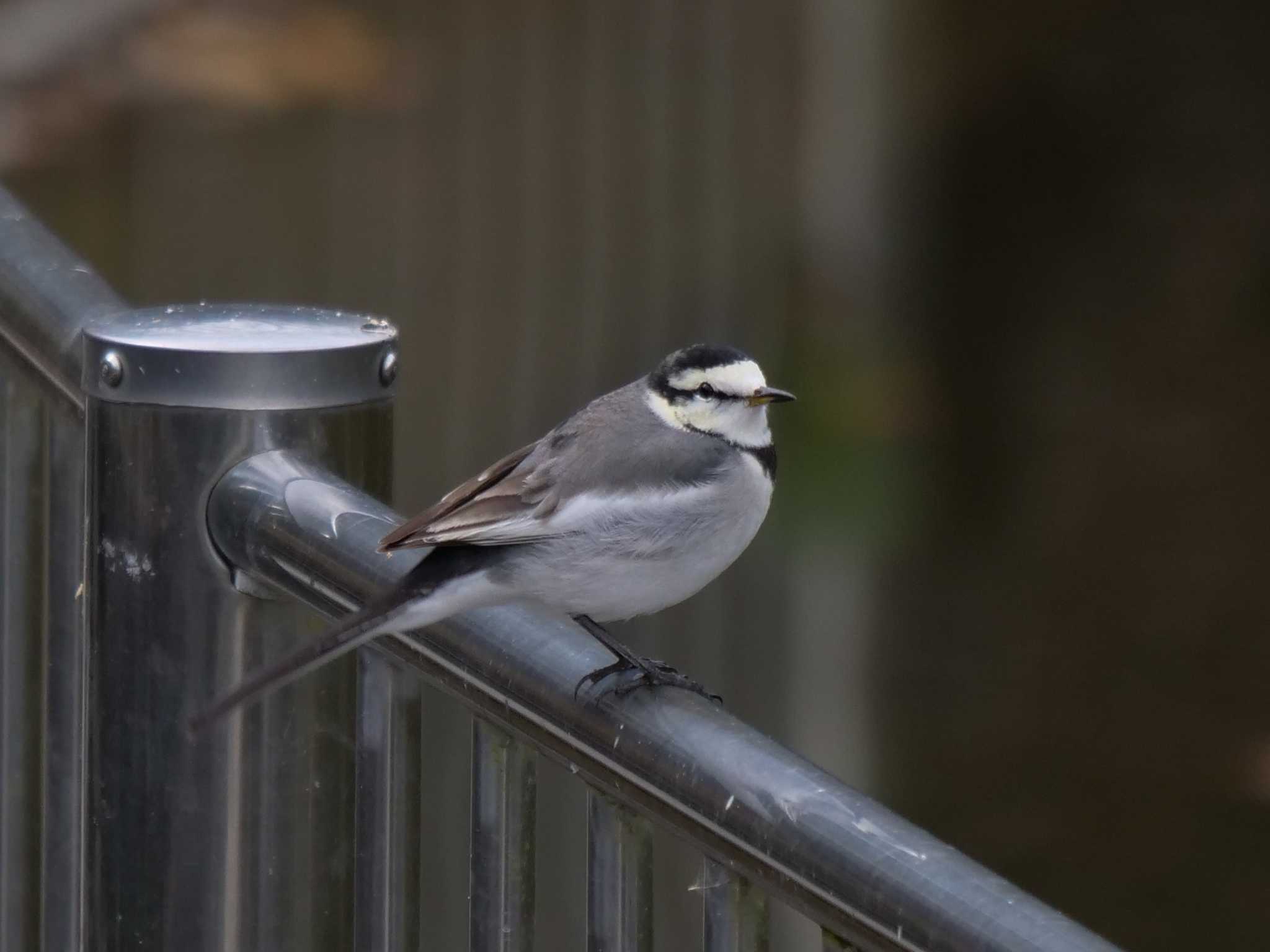 White Wagtail