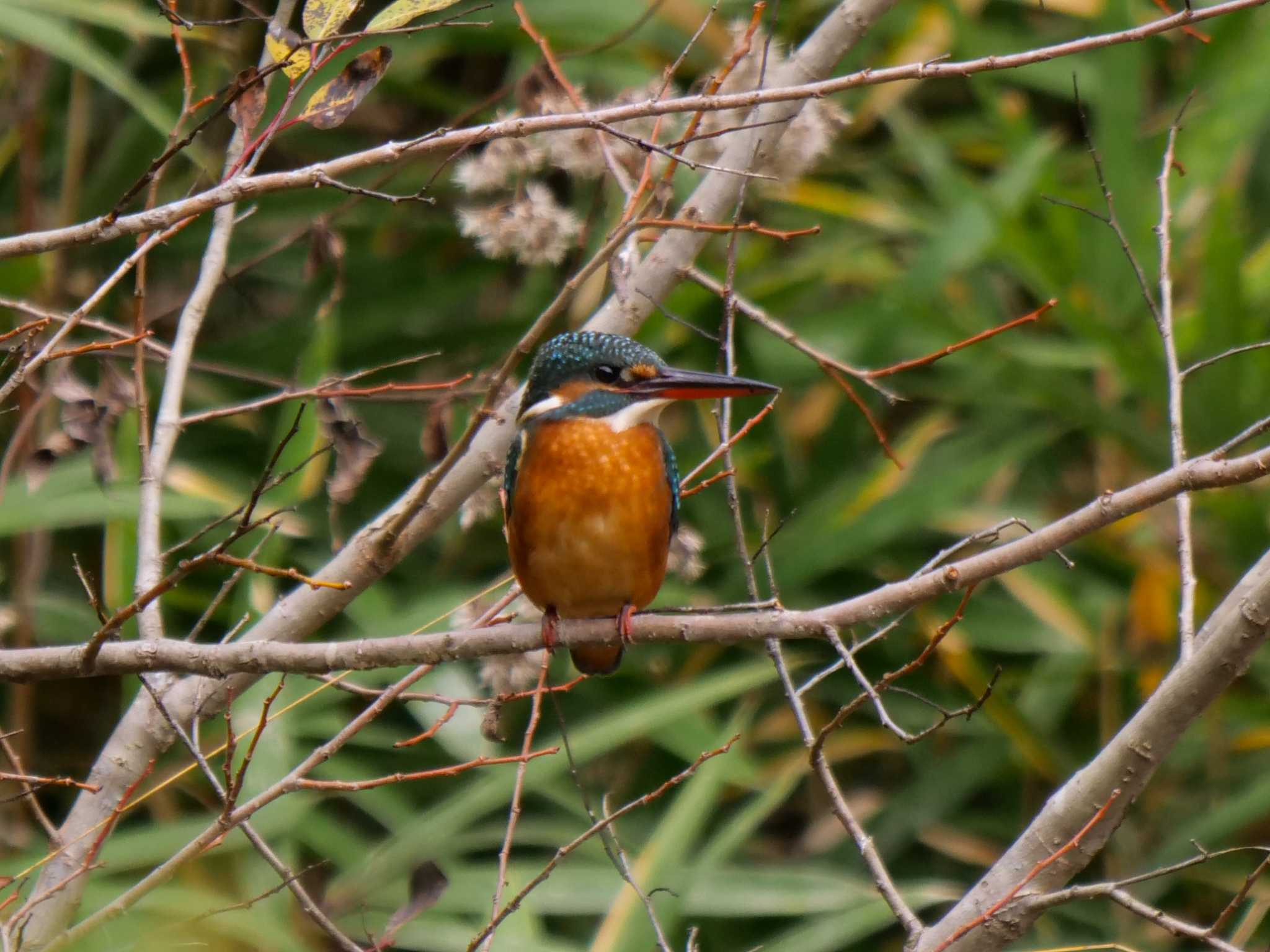 Photo of Common Kingfisher at 大和民族公園(奈良県) by アッキー