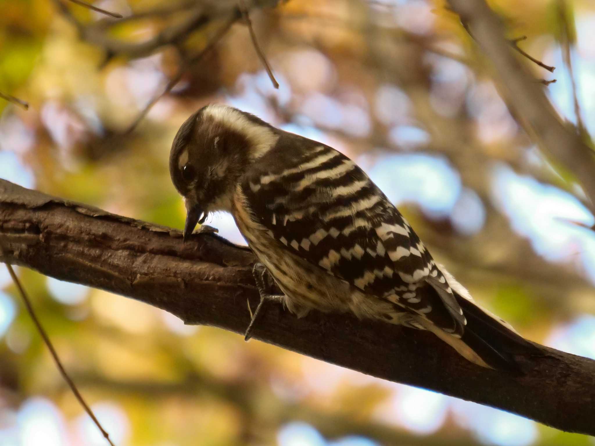 Japanese Pygmy Woodpecker